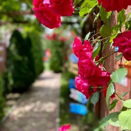 Cochilia Ultracentral 3 Stele Πανσιόν Costinești